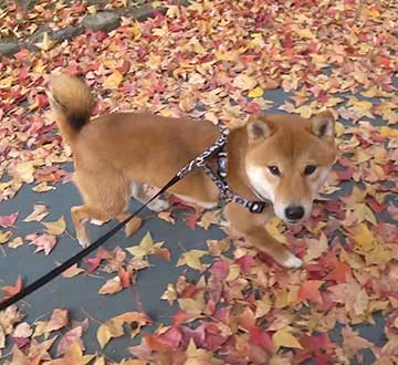 A Walk With Amo-san and Fall Laves