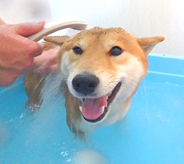 A Bath With Amo-san