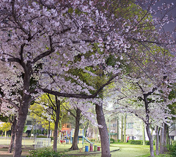 Nishiyodogawa Ward Park and the Cherry Blossom Area (Part I)