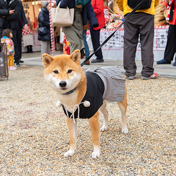 Festival of God Ebisu at Toyonaka in 2020 (Part I)