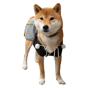 Shiba Inu's Amo-san