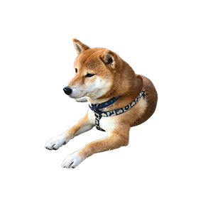 Shiba Dog's Amo-san