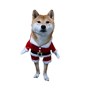 Shiba Dog's Amo-san