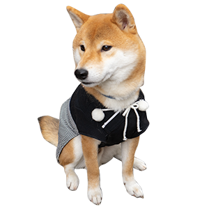 Shiba Dog's Amo-san