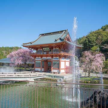 亜門さんと行く大阪の桜の名所　勝尾寺