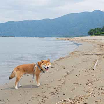 柴犬亜門さん 京都府丹後半島の旅(前編)