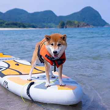 柴犬亜門さんのキャンプ旅 高嶋海水浴場＆オートキャンプ場