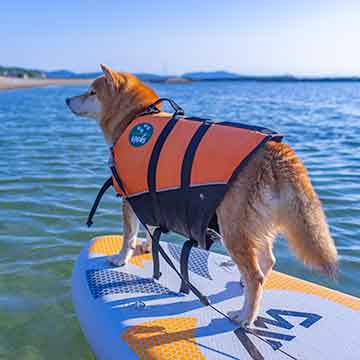 柴犬亜門さん 初めての淡路島(後編)