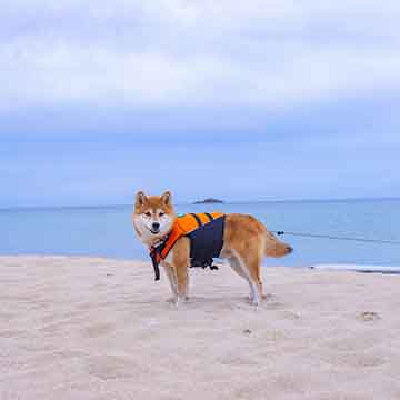 柴犬亜門さんと城崎旅行in summer (後編)