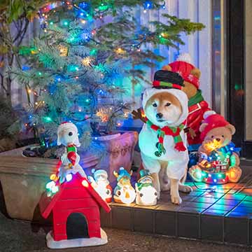 2024年も雪だるまに変身した柴犬亜門さんのクリスマス