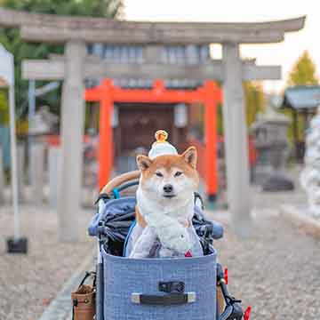 柴犬亜門さん 姫嶋神社で蛇になる