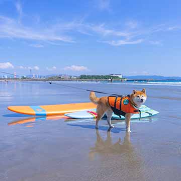 柴犬亜門さん 波に乗るin磯ノ浦