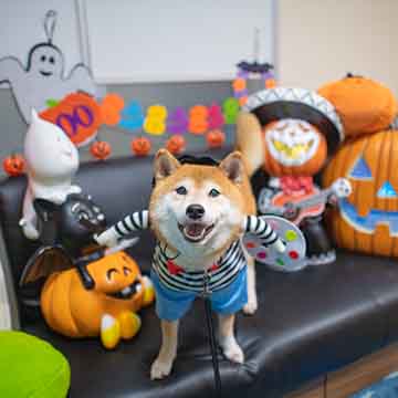 柴犬亜門さんとハロウィン2025