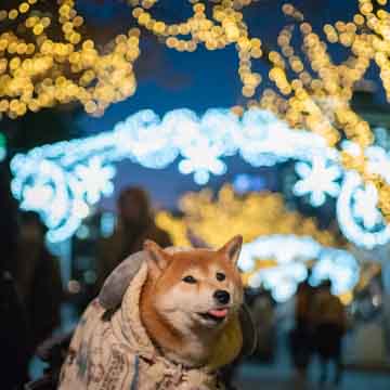 柴犬亜門さんとクリスマスin OSAKA光のルネサンス2025