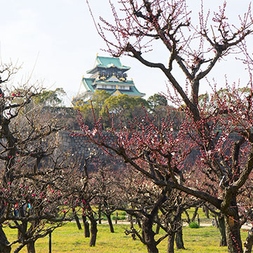 大阪城の梅林