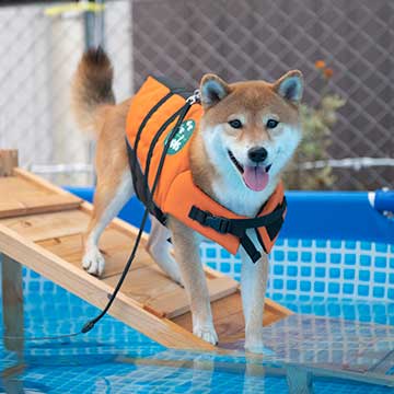 柴犬亜門さんプールで遊ぶ 2020夏