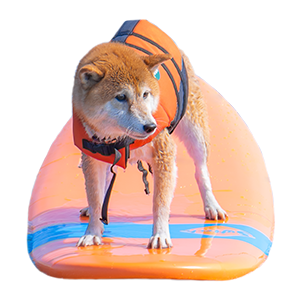 柴犬 亜門 あもさん