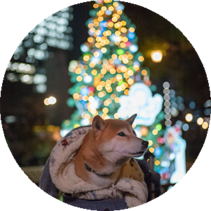 柴犬 亜門 あもさん