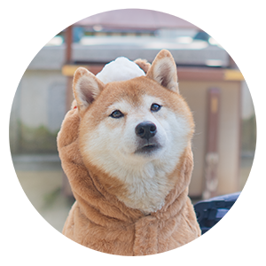 柴犬 亜門 あもさん