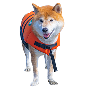 しばいぬ しばけん あもん
