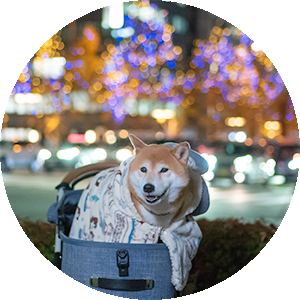 しばいぬ しばけん あもん