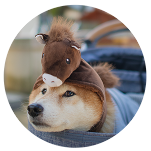 しばいぬ しばけん あもん